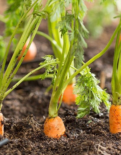 Hortalizas que son fáciles de cultivar en casa